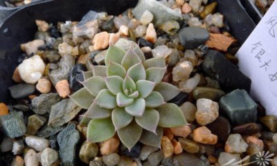 银天女Graptopetalum rusbyi的养护方法