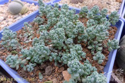 大姬星美人Sedum dasyphyllum