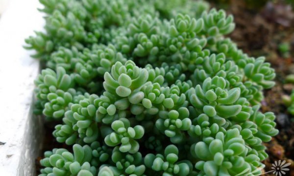 大姬星美人Sedum