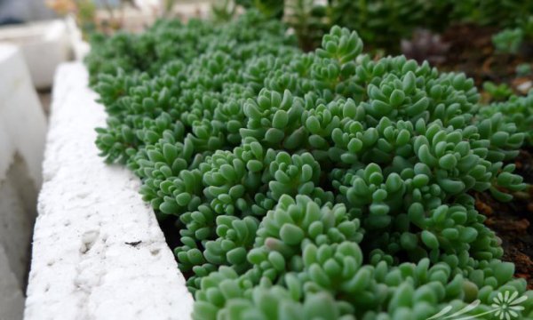 大姬星美人Sedum