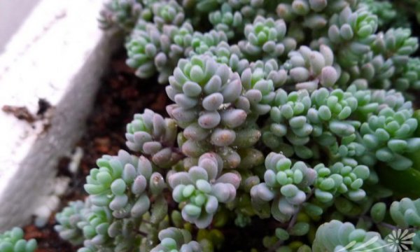 大姬星美人Sedum
