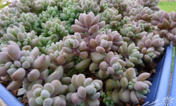 大姬星美人Sedum