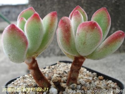 绒毛掌Echeveria pulvinata的养护繁殖方法