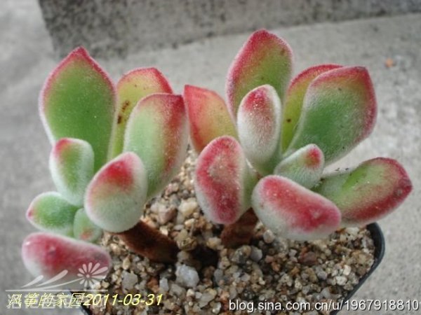 绒毛掌Echeveria