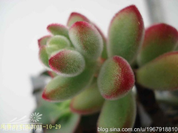 绒毛掌Echeveria