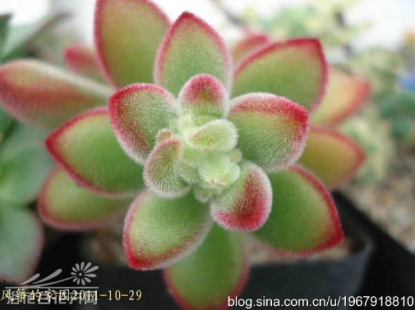 绒毛掌Echeveria