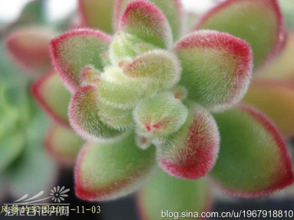 绒毛掌Echeveria