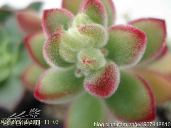 绒毛掌Echeveria
