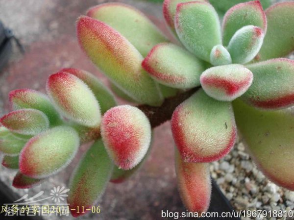 绒毛掌Echeveria