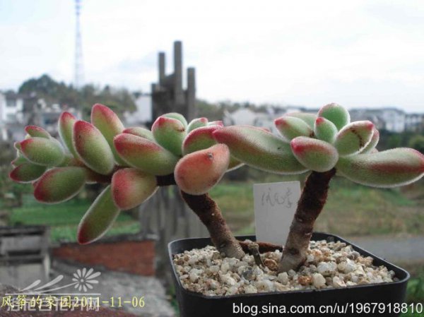 绒毛掌Echeveria