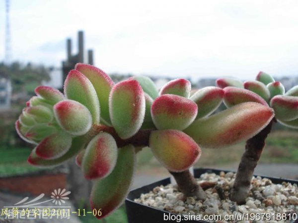 绒毛掌Echeveria