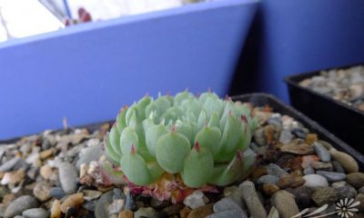 小红衣Echeveria globulosa带图养护篇
