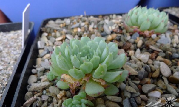 小红衣Echeveria