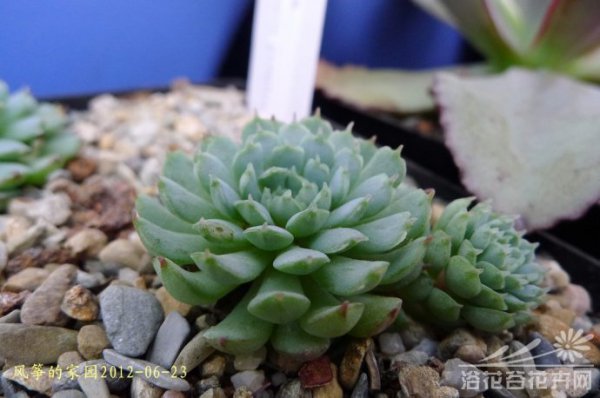 小红衣Echeveria