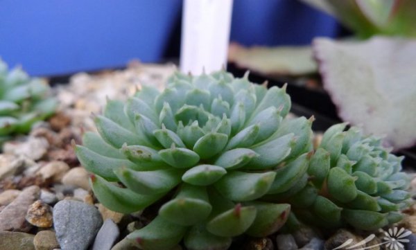 小红衣Echeveria