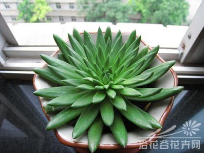 《多肉瓦松养护要点》 多肉植物瓦松的养护方法