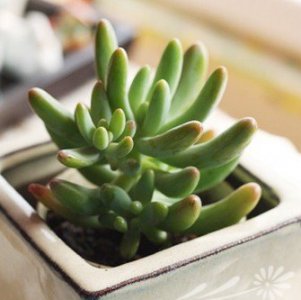 多肉植物八千代的养护（图文） 《八千代多肉养护全知道（附图文）》