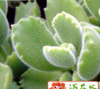 熊童子的栽培管理 《熊童子栽培管理要点》