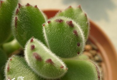 熊童子的繁殖及病害处理（图文） 《熊童子繁殖与病害处理全解（附图片）》
