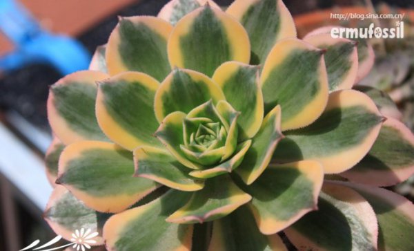 多肉植物中的“缀化-锦-群生”