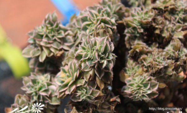 多肉植物中的“缀化-锦-群生”
