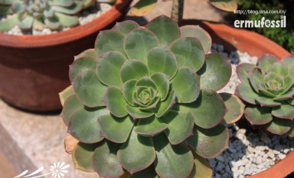 多肉植物中的“缀化-锦-群生”