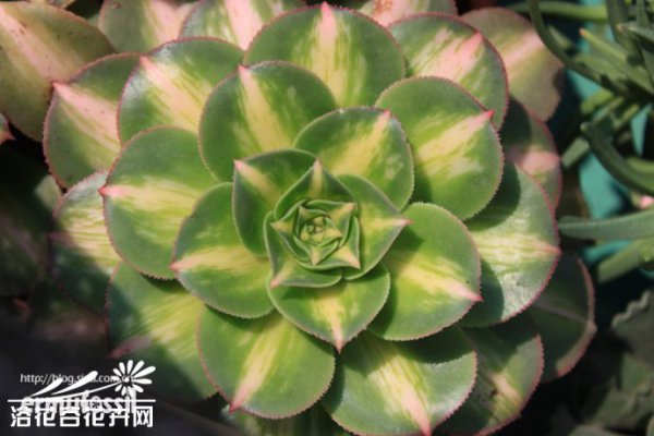 多肉植物中的“缀化-锦-群生”