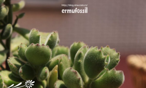 多肉植物中的“缀化-锦-群生”