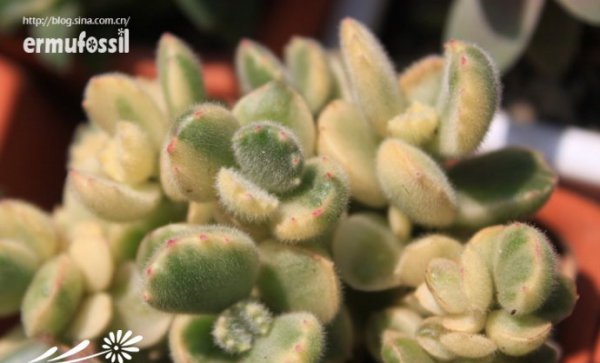 多肉植物中的“缀化-锦-群生”