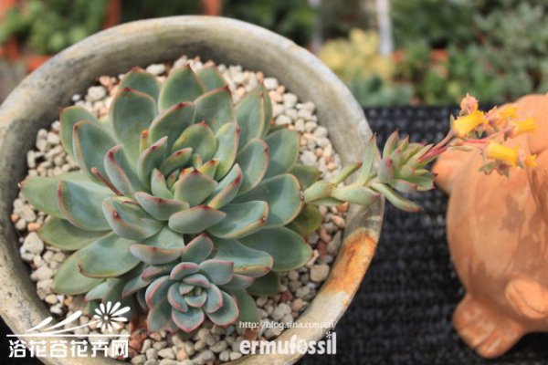 多肉植物中的“缀化-锦-群生”