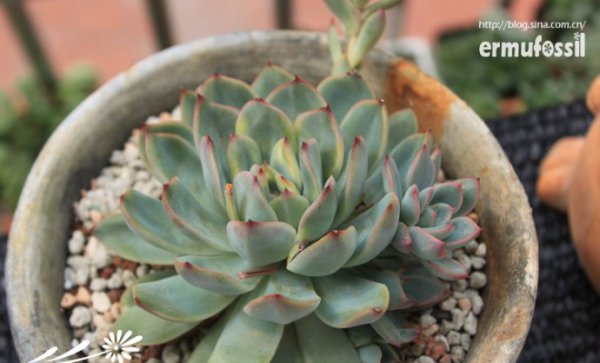 多肉植物中的“缀化-锦-群生”