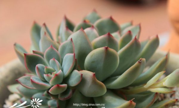 多肉植物中的“缀化-锦-群生”