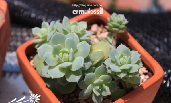 多肉植物中的“缀化-锦-群生”