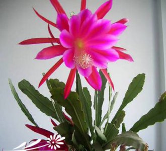 令箭荷花怎么养？ 令箭荷花的养殖方法