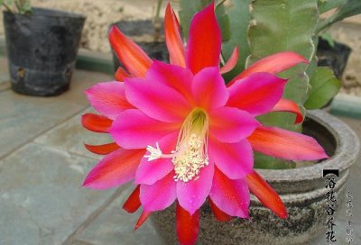 令箭荷花的养护方法 《令箭荷花养护小技巧》