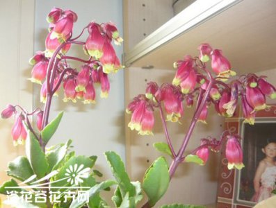 宫灯长寿花的养殖方法 《宫灯长寿花养殖攻略》