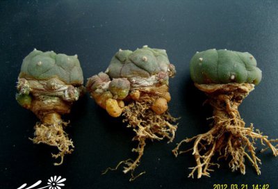 乌羽玉移植修根方法 《乌羽玉移植时的修根技巧》