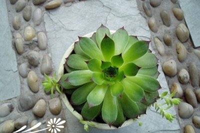 景天科观音莲怎么养？ 《景天科观音莲养护要点》