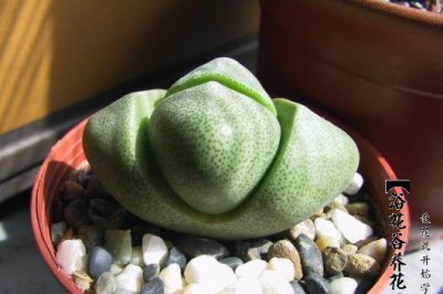 帝玉休眠期的养护和花后的恢复 《帝玉休眠期养护及花后恢复要点》
