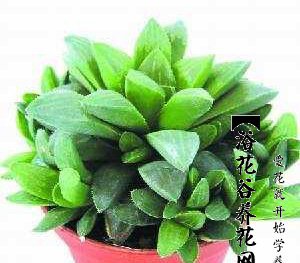 寿的栽培管理 《寿的养护要点》