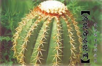 彩云球繁殖栽培知识 《彩云球的繁殖与栽培要点》