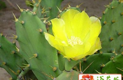 仙人掌类植物有哪些？ 《仙人掌类植物知多少？》