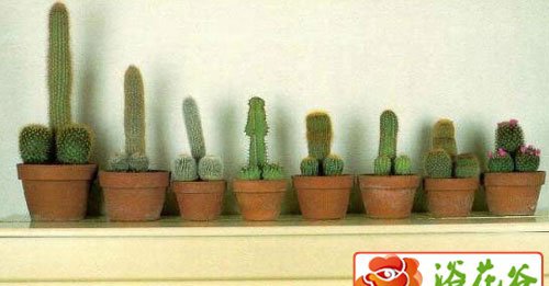 仙人掌类植物有哪些？