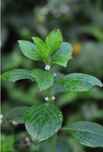 阔叶丰花草讲解 阔叶丰花草照片图