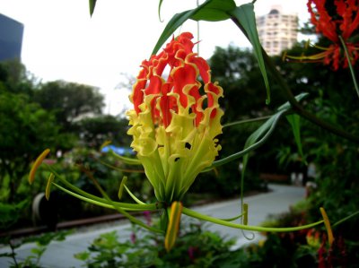 花卉嘉兰详解 嘉兰图片