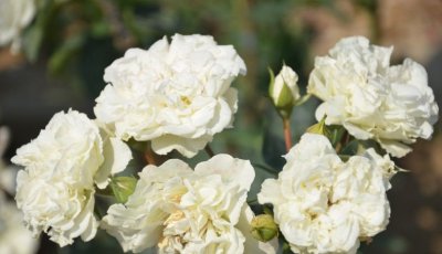 花卉重瓣蔷薇莓讲解 重瓣蔷薇莓图片