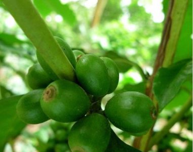 花卉大?？Х冉樯?大粒咖啡图片欣赏