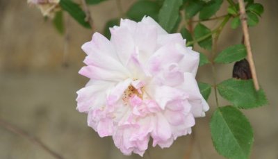 花卉蔷薇莓介绍 蔷薇莓图片大全