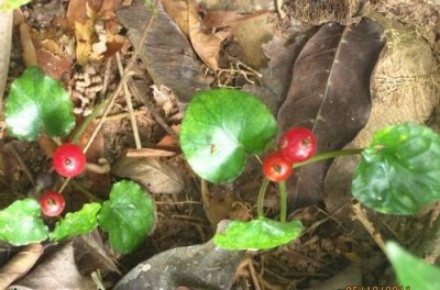 花卉爱地草讲解 爱地草图片集