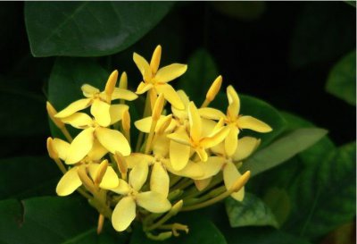 黄龙船花讲解 黄龙船花图片欣赏